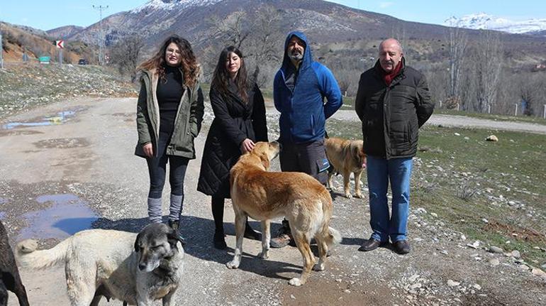 Tunceli’de bacakları kesilmiş ölü sokak köpeği bulundu