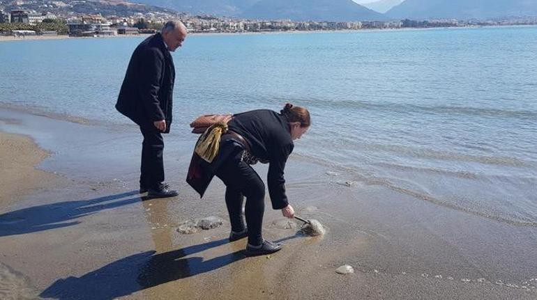 Alanyada sahile vuran denizanalarını kurtarma mücadelesi