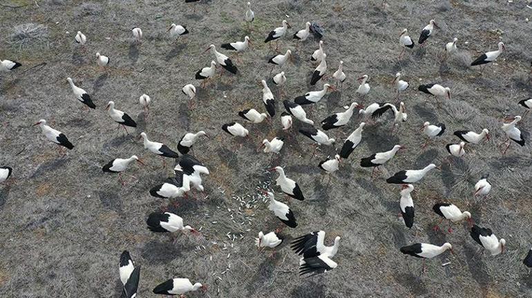 Leylekler, kar ve fırtına nedeniyle Konyadaki araziye indi