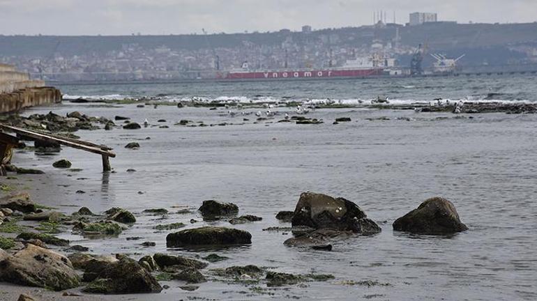 Tekirdağda deniz çekildi, kral yolu ortaya çıktı