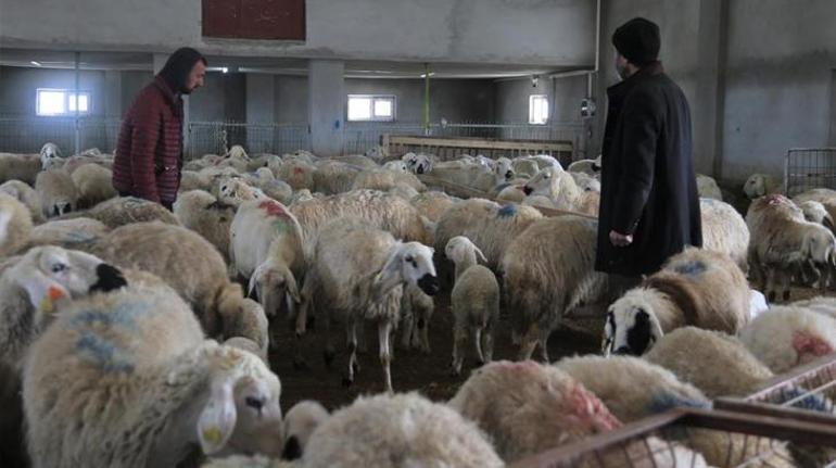 İki ay içinde 220 koyunu telef olan çiftçiye yem analizi şoku