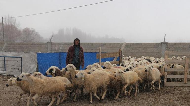 İki ay içinde 220 koyunu telef olan çiftçiye yem analizi şoku