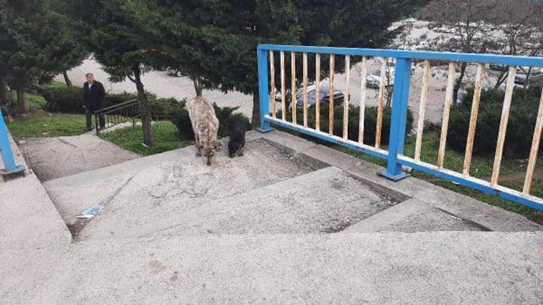 Kampüste köpek saldırısına uğradı