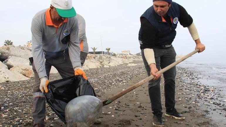 Akdeniz’de kıyılar ölü zehirli denizanalarından temizleniyor