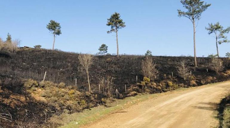 Çanakkale ve Bursadaki orman yangınları söndürüldü