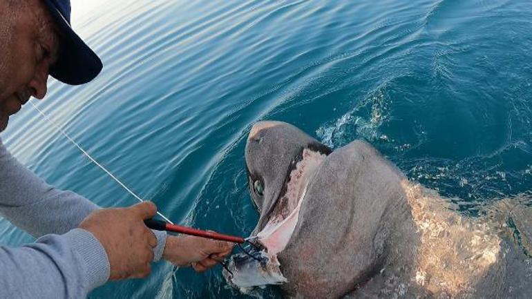 Saros Körfezinde yarım tonluk köpek balığı yakaladılar