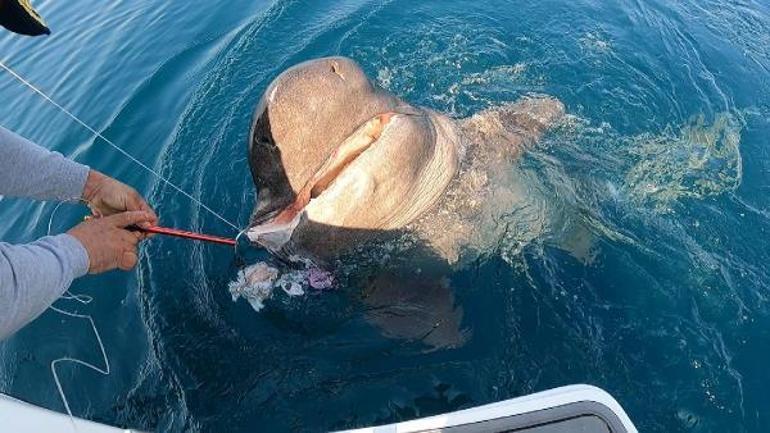 Saros Körfezinde yarım tonluk köpek balığı yakaladılar