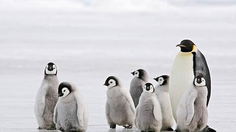 Penguen sayıcısı mı Gerçekten mi