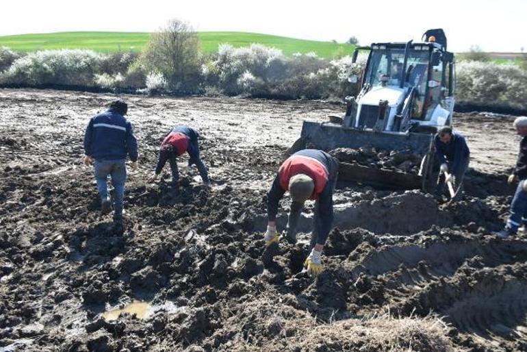 Edirnede zift kaplı tarlalarda temizlik Elleriyle topladılar