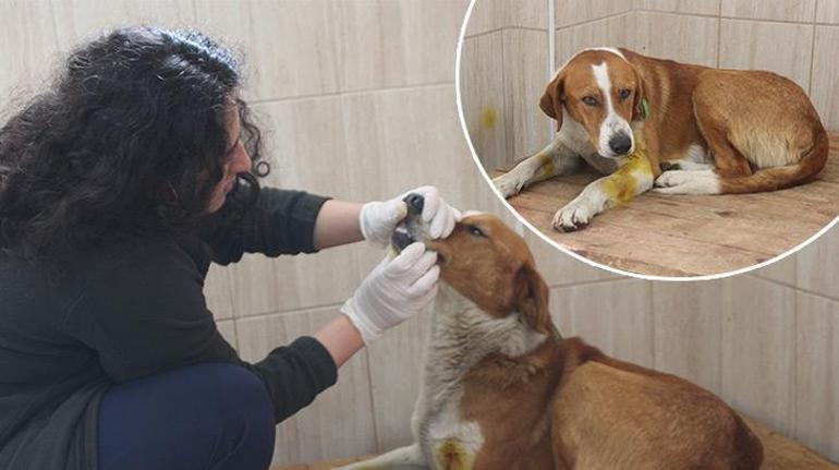 Tüfekle vurulan köpeğin başında ağladı