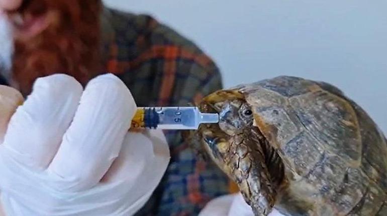 Kırık şişeye başı sıkışan kaplumbağa böyle kurtarıldı
