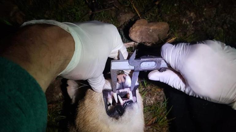 Takibe alındı Türkiyede ikinci uydu vericili saz kedisi Serçin