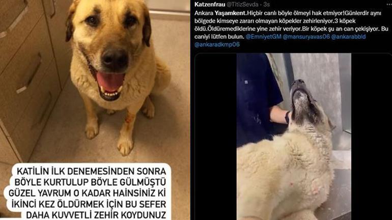 4 gün arayla ikinci kez zehirlediler Ben artık seri katil diyorum