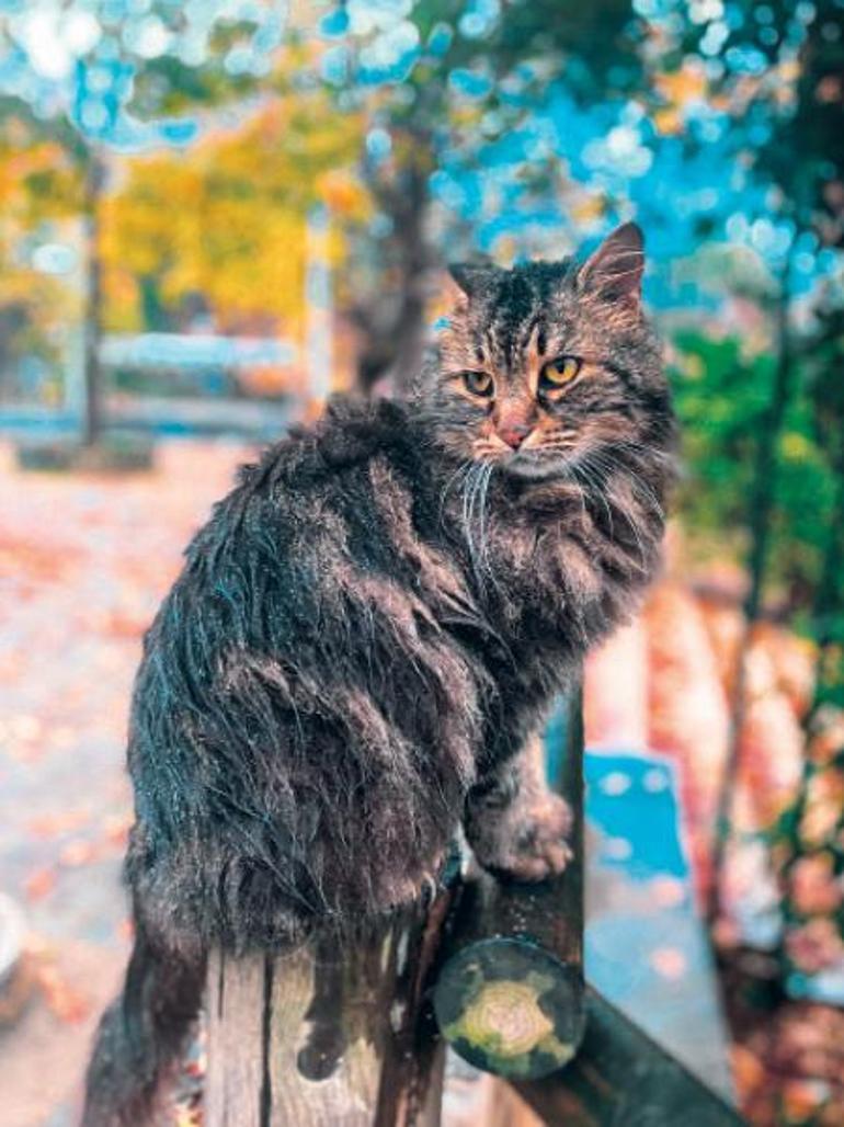 Şimdiki zamanın hikayesi