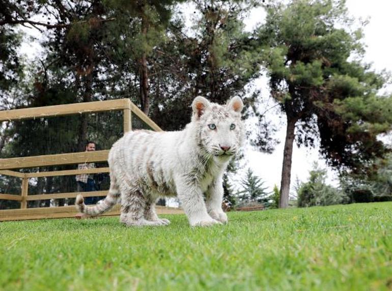 20 bin doğumda bir rastlanıyor Kartopundan haber var