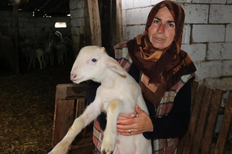 Koyunları kurtların saldırısına uğrayan Hümiye Hırçın: Sabah görünce şok olduk