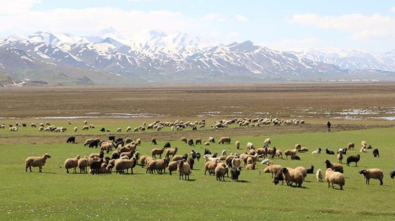 Aylık 7 bin liraya çoban bulamadılar, nöbet sistemine geçtiler