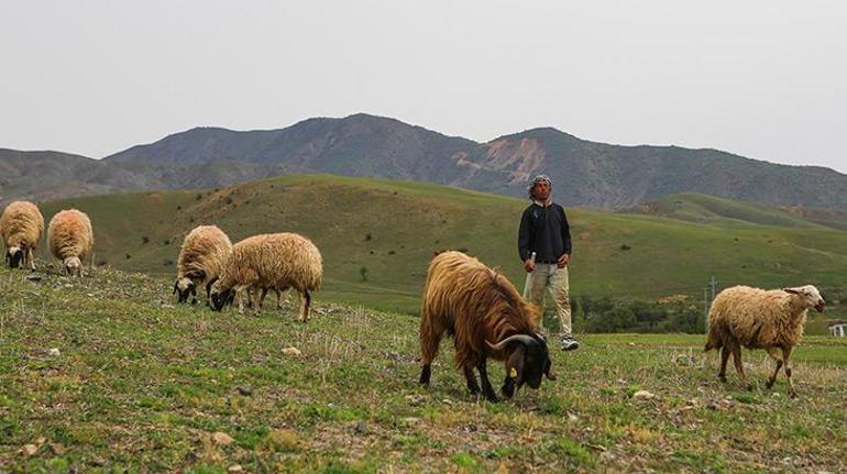 Başlık parası için Türkiyeye geldi, çobanlık yaparak para topluyor