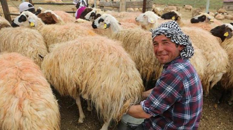 Başlık parası için Türkiyeye geldi, çobanlık yaparak para topluyor