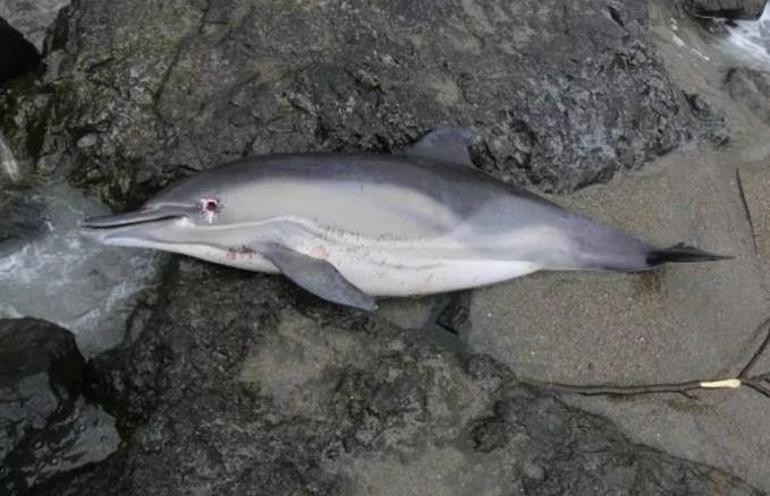 Sinop sahilinde 25 kara gerdanlı dalgıç ölüsü bulundu