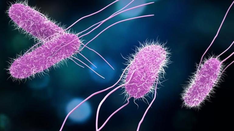 Salmonella nedir, nasıl yayılıyor, bakteri riski olan gıdalar hangileri