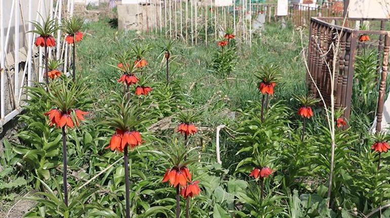 Bir aylık ömürleri olan ters laleler Yüksekovada çiçek açtı