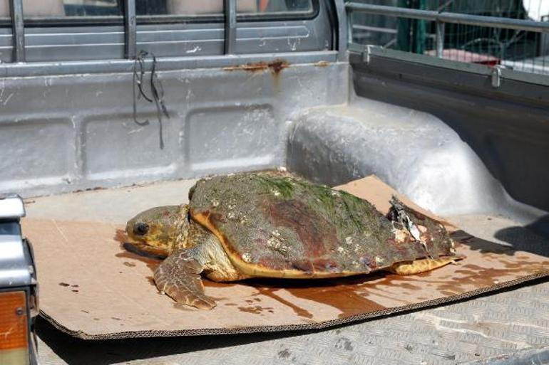 Yaralı bulunan caretta carettaya tedavi