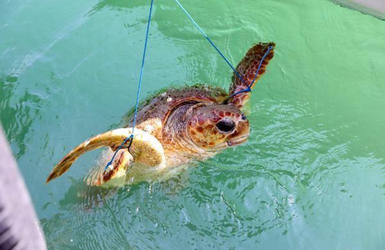 Yaralı bulunan caretta carettaya tedavi