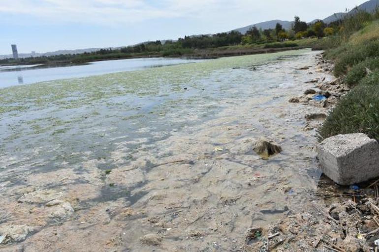 Yer: İzmir Deniz marulu tekrar ortaya çıktı