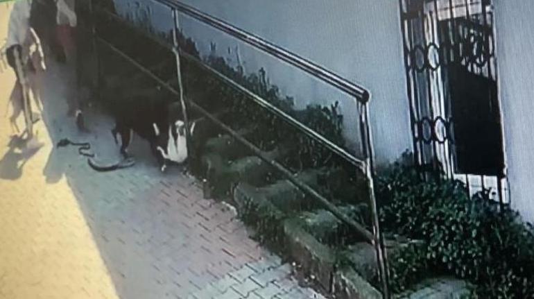 İstanbul’da pitbull dehşeti Köpeğini parka götüren kadın kabusu yaşadı