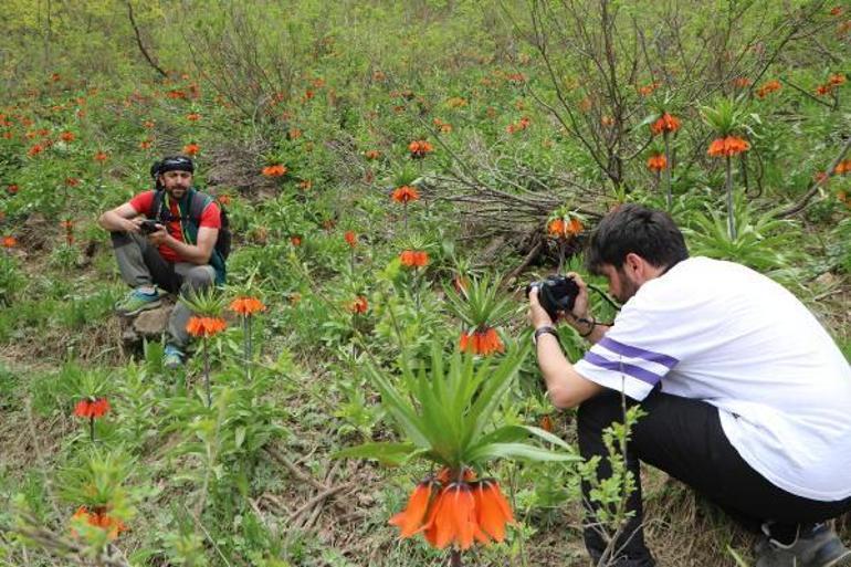 Taylandlı turistler, ters laleleri görmek için Hakkariye geldi