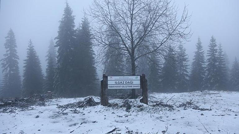 Mayıs ayında kar sürprizi Ilgaz Dağı beyaza büründü