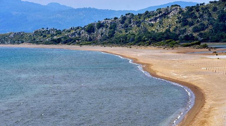 İztuzunda ilk yuva Caretta carettaların yumurtlama dönemi başladı