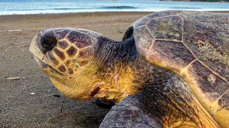 İztuzunda ilk yuva Caretta carettaların yumurtlama dönemi başladı