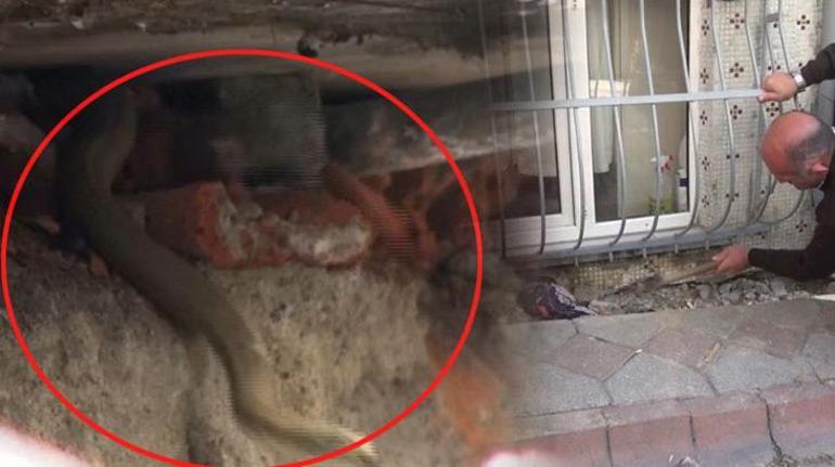Arnavutköyde sokak ortasında görülen yılan korkuttu