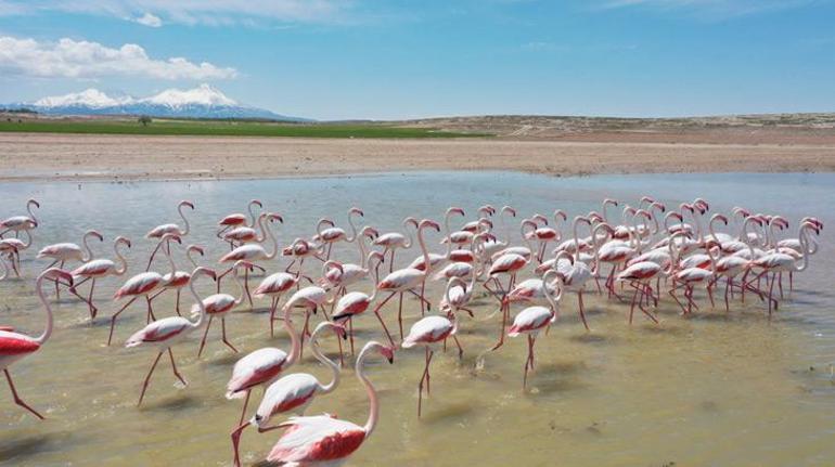Tuz Gölüne göç eden flamingoların renkli yolculuğu