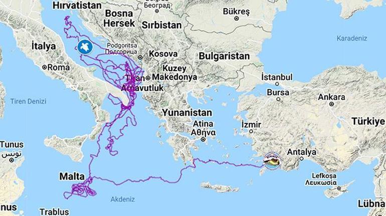 Uydu takip cihazlı 9 deniz kaplumbağasının sinyali kesildi