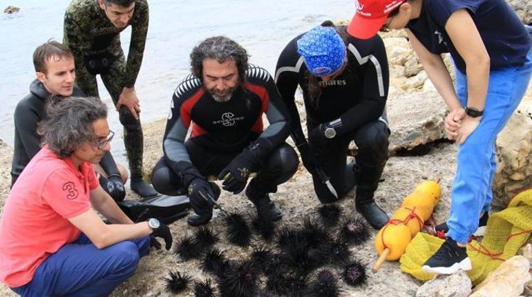 Akdenizde dikenli zehirli istilacı deniz kestanesi tehlikesi