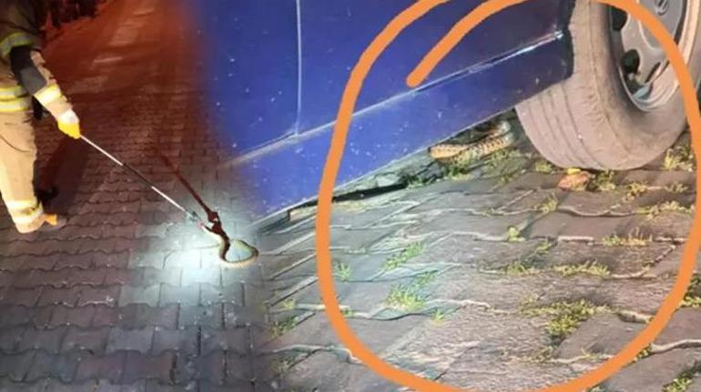 Elazığda 3 metrelik dev yılan paniği