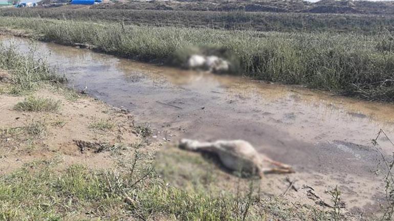 Ceviz büyüklüğündeki dolu, koyunları telef etti