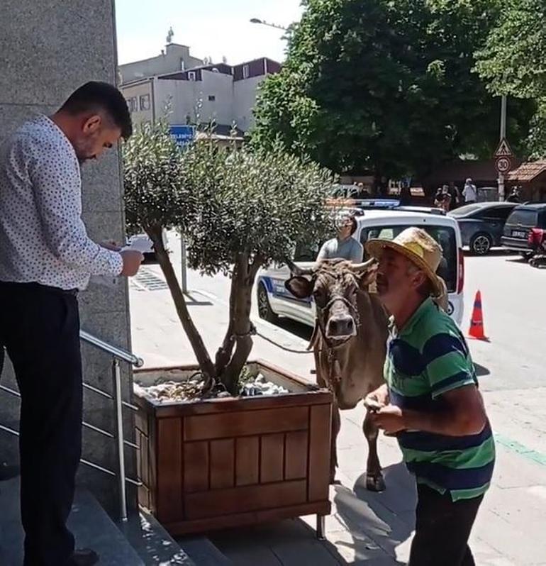 İnekli protestocunun kaçak ahırının yıkımında ortalık karıştı