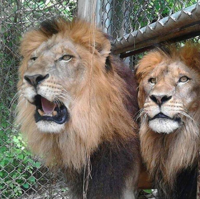 Kafesteki aslan ziyaretçilerin önünde bakıcısına saldırdı
