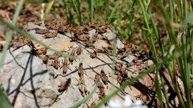 Tarım arazilerinde istila: İlk defa böyle yoğun çekirgeyle karşılaştık