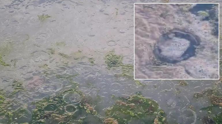 Dünyanın en tehlikeli türlerinden biri olan pusula denizanaları Tekirdağda görüldü