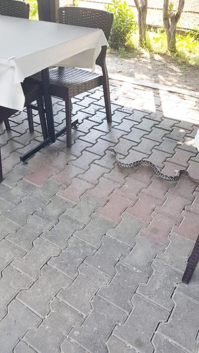 Elini ısıran yılanı poşete koyup hastaneye götürdü Bu karar hayatımı kurtardı