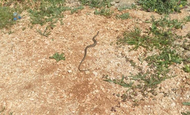 Elini ısıran yılanı poşete koyup hastaneye götürdü Bu karar hayatımı kurtardı