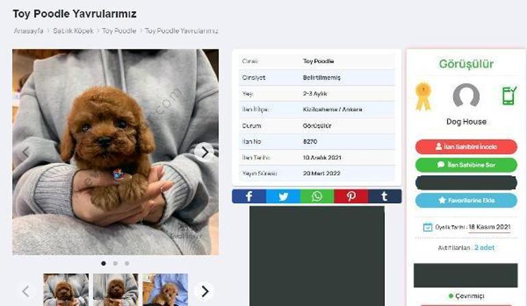 Köpek satış ilanıyla dolandırıcılık İkinci operasyon yapıldı