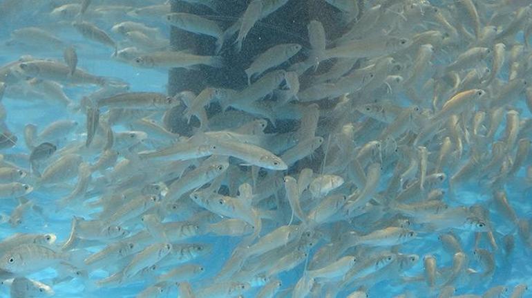 İzmit Körfezi’ne 6 bin balık daha bırakıldı