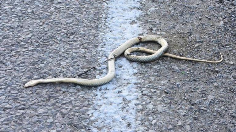 2 kentte yılan paniği 2 buçuk metrelik dev korkuttu