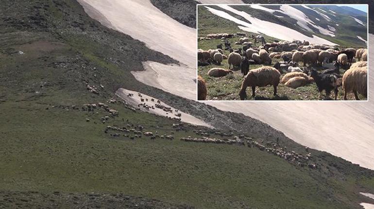 Muşun yayla ve meralarına göç sürüyor